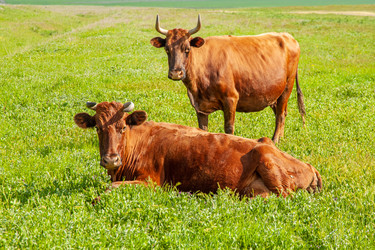 Similar image 21343064