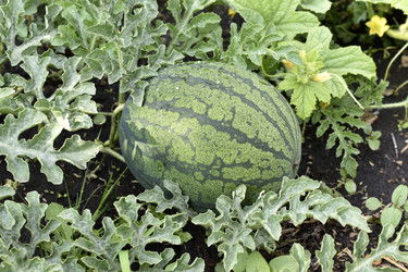 Similar image 21352360