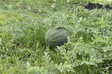 Similar image 21353385