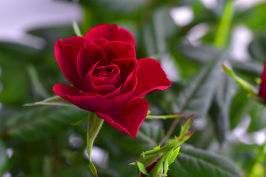 Similar image 21343752