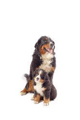 Similar image 21376175