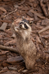 Similar image 21377711