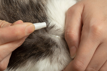 Similar image 21380270