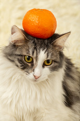 Similar image 21381014