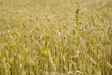 Similar image 21365996