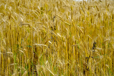 Similar image 21366001