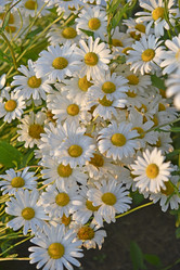 Similar image 21366291