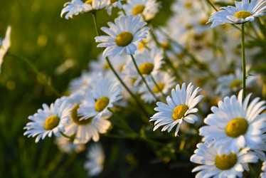 Similar image 21366295