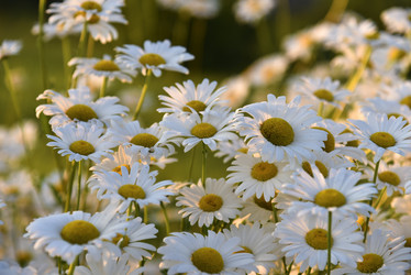 Similar image 21366319