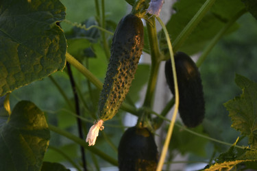 Similar image 21343553