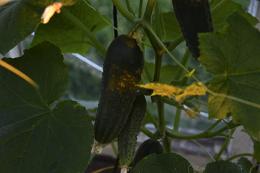 Similar image 21343554