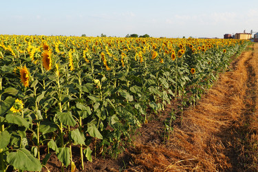 Similar image 21374380