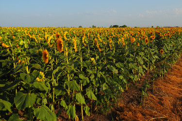 Similar image 21374382