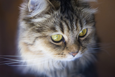 Similar image 21370667