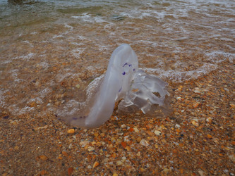 Similar image 21375100