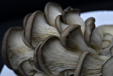 Similar image 21343607