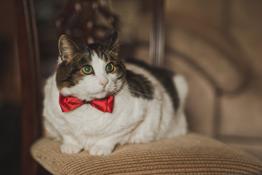 Similar image 21371616