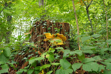 Similar image 21374414