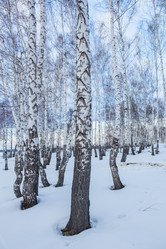 Similar image 21350613