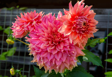 Similar image 21350623