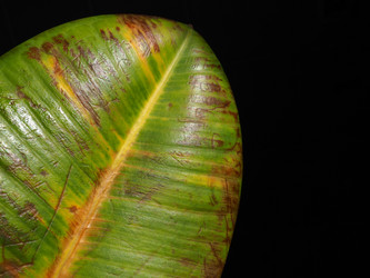 Similar image 21374716