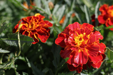 Similar image 21345737