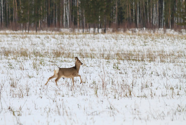 Similar image 21372991