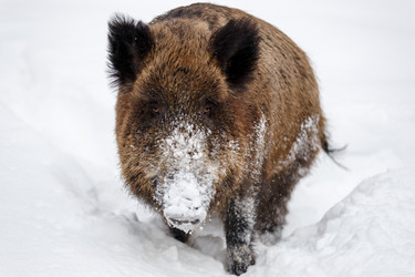 Similar image 21373650