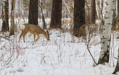 Similar image 21365611