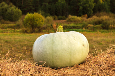 Similar image 21365615