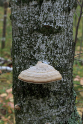 Similar image 21372817