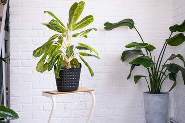 Similar image 21362890