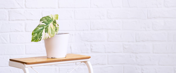 Similar image 21362894