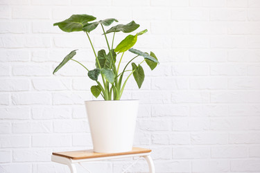 Similar image 21362897