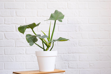 Similar image 21362906