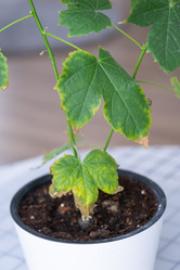 Similar image 21363430