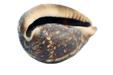 Similar image 21368661