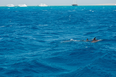 Similar image 21368685