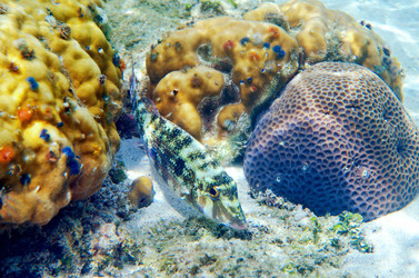 Similar image 21367417