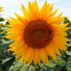 Similar image 21374748