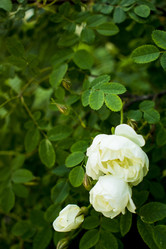 Similar image 21356280