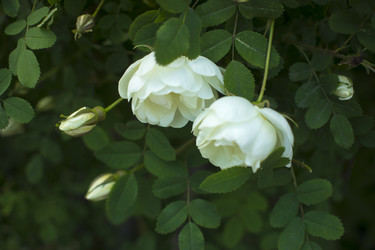 Similar image 21356283