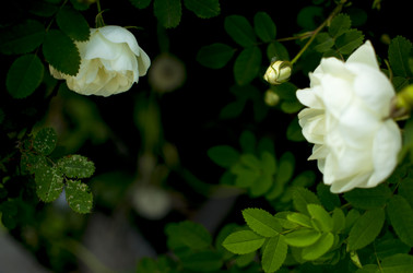 Similar image 21356289