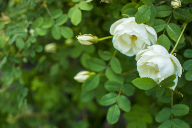 Similar image 21356293