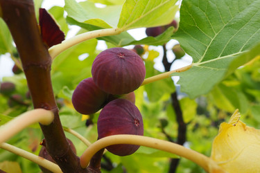 Similar image 21374521