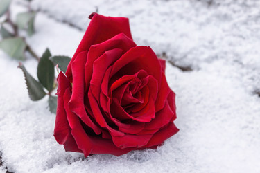 Similar image 21345547