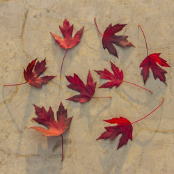 Similar image 21346596