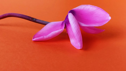 Similar image 21374555