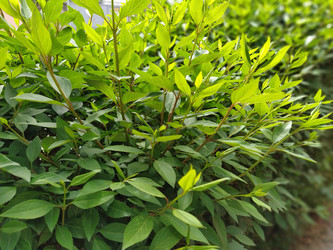 Similar image 21374287