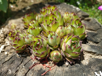 Similar image 21375187